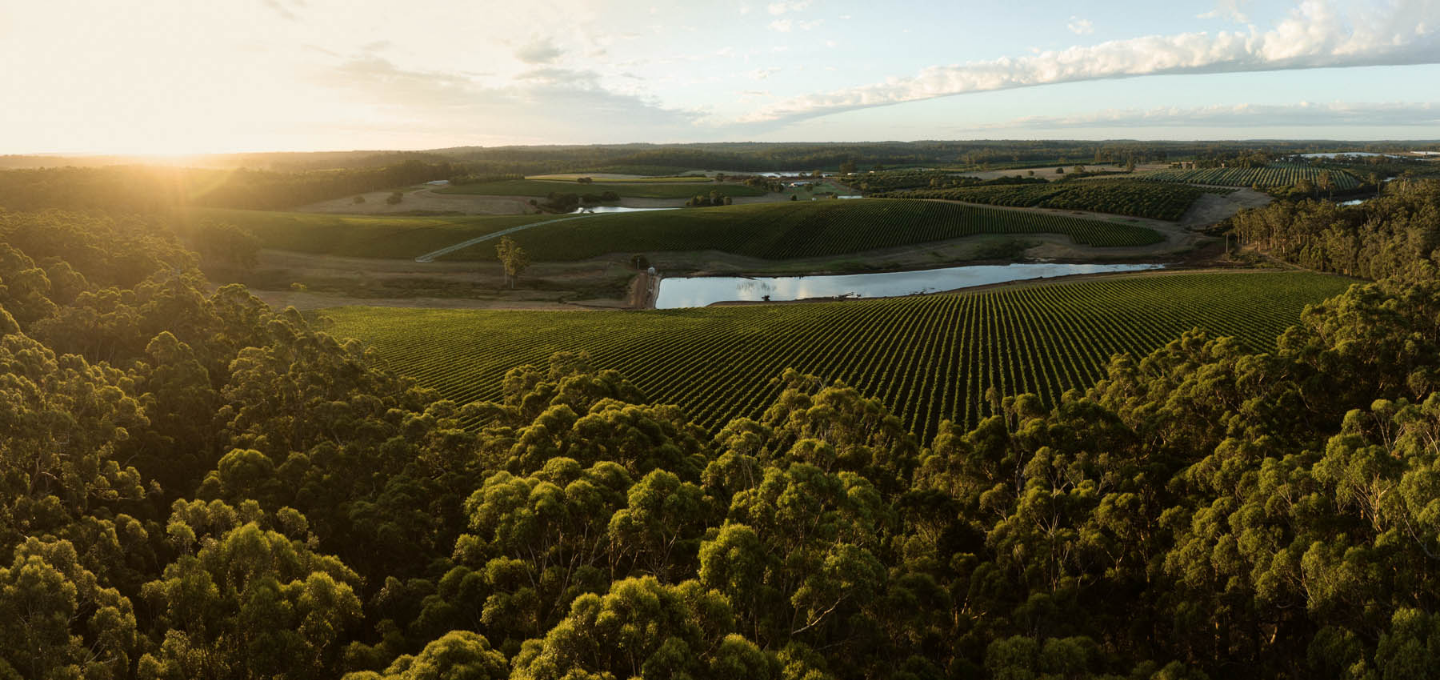 Cherubino Pemberton Vineyard