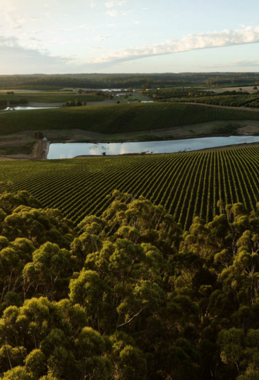 Cherubino Pemberton Vineyard