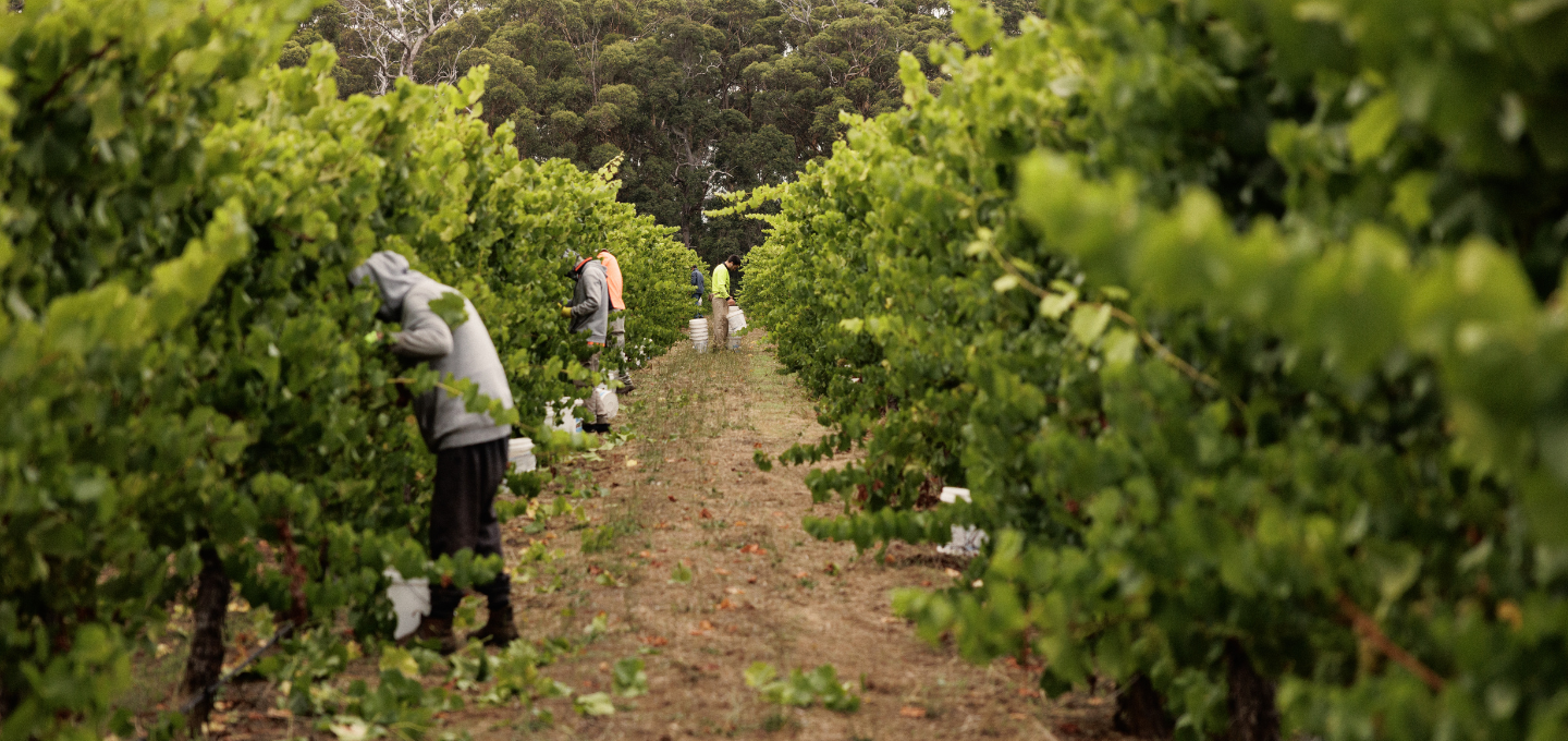 Hand picking grapes in Pemberton