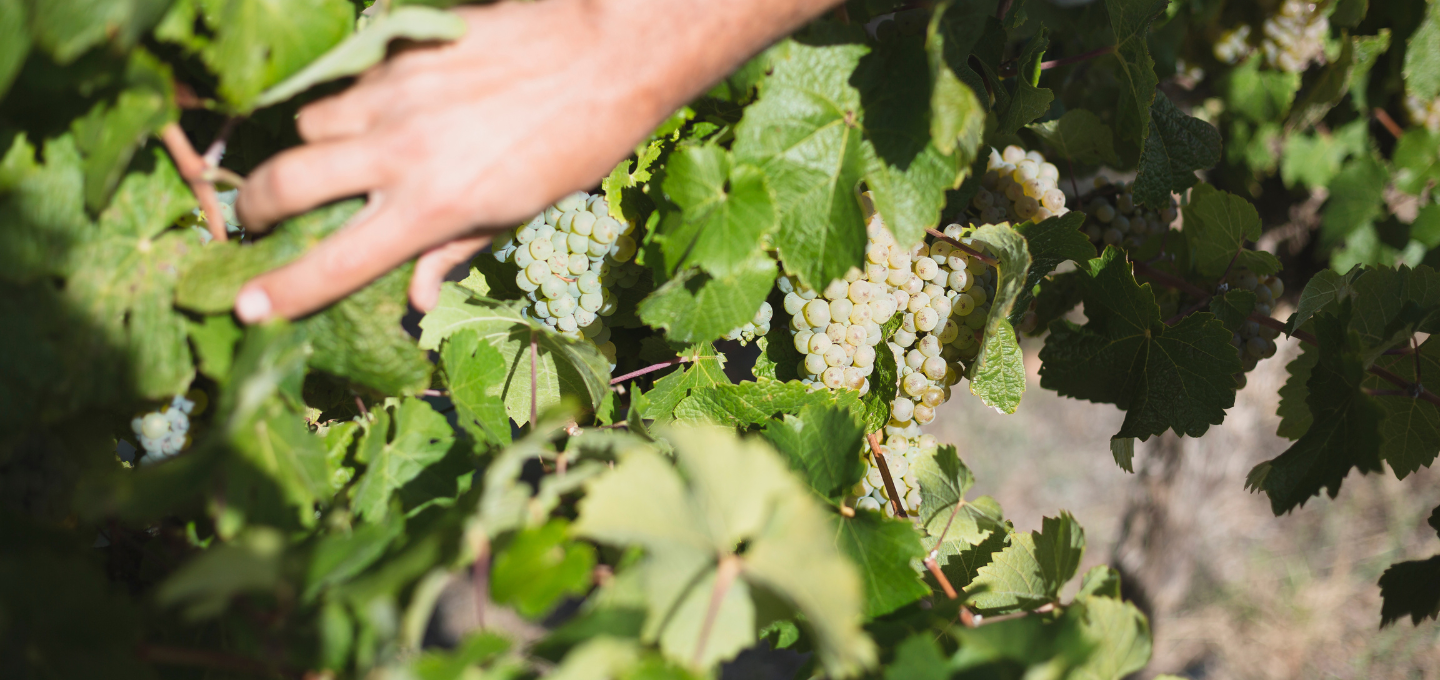 Hand picking white grapes from a vine