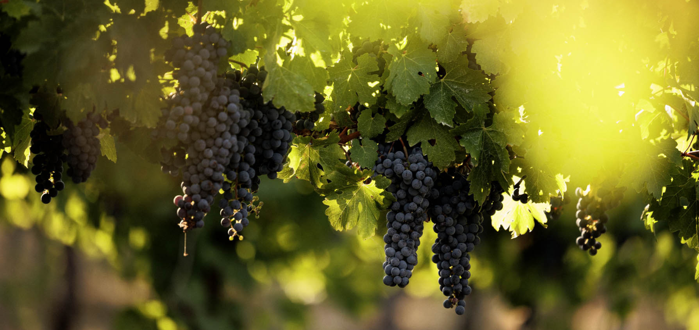 Close-up of grapes hanging from a vine with sunlight filtering through.