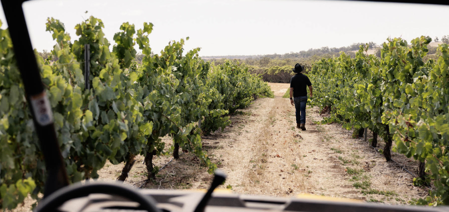 Larry Cherubino walking through a vineyard with rows of grapevines on either side.