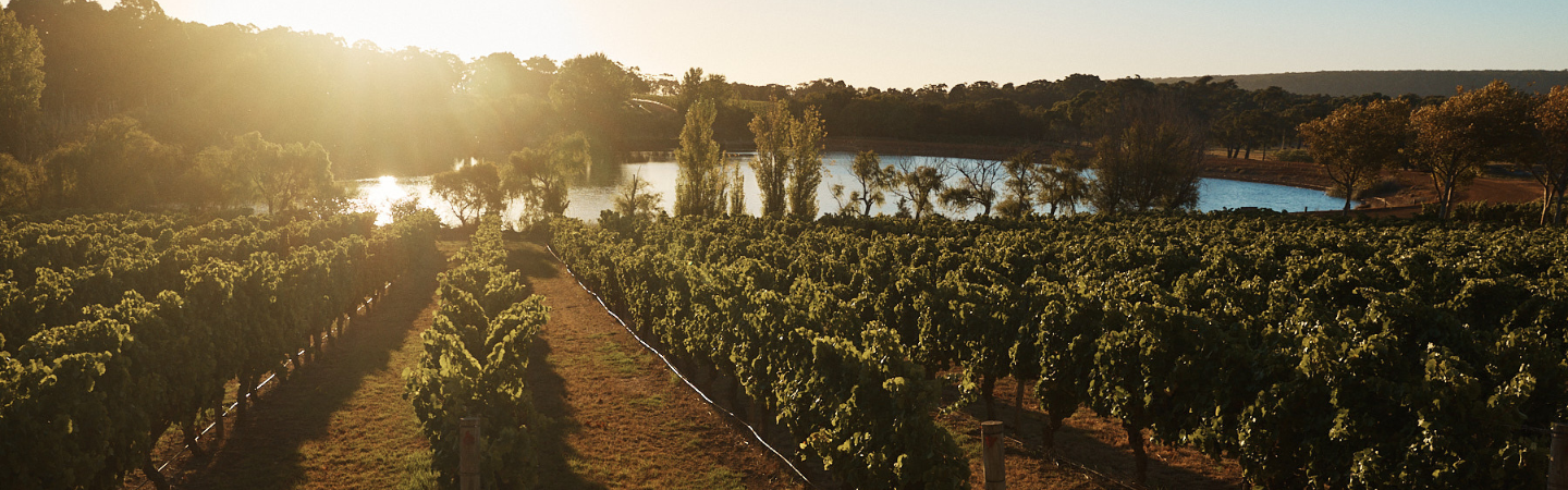 Sunset over Cherubino Caves Road vineyard with rows of grapevines and a lake in the background.