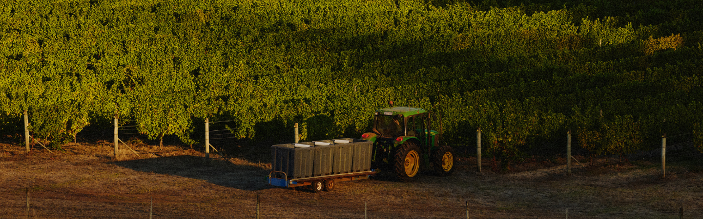 Tractor in Cherubino vineyard with rows of grapevines at sunset.