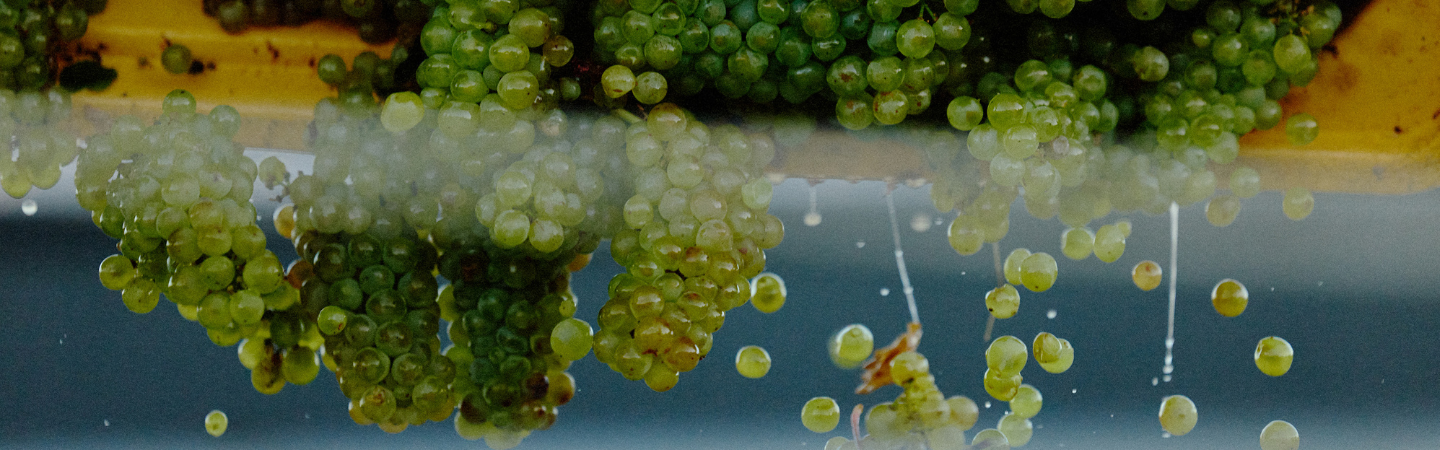 Close-up of chardonnay grapes at Cherubino Winery
