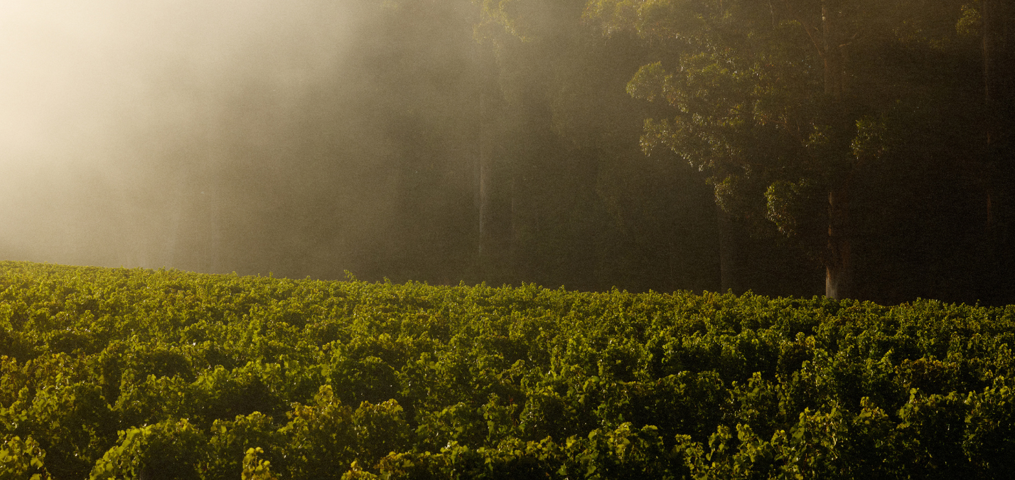Sunlight filtering through trees over a vineyard