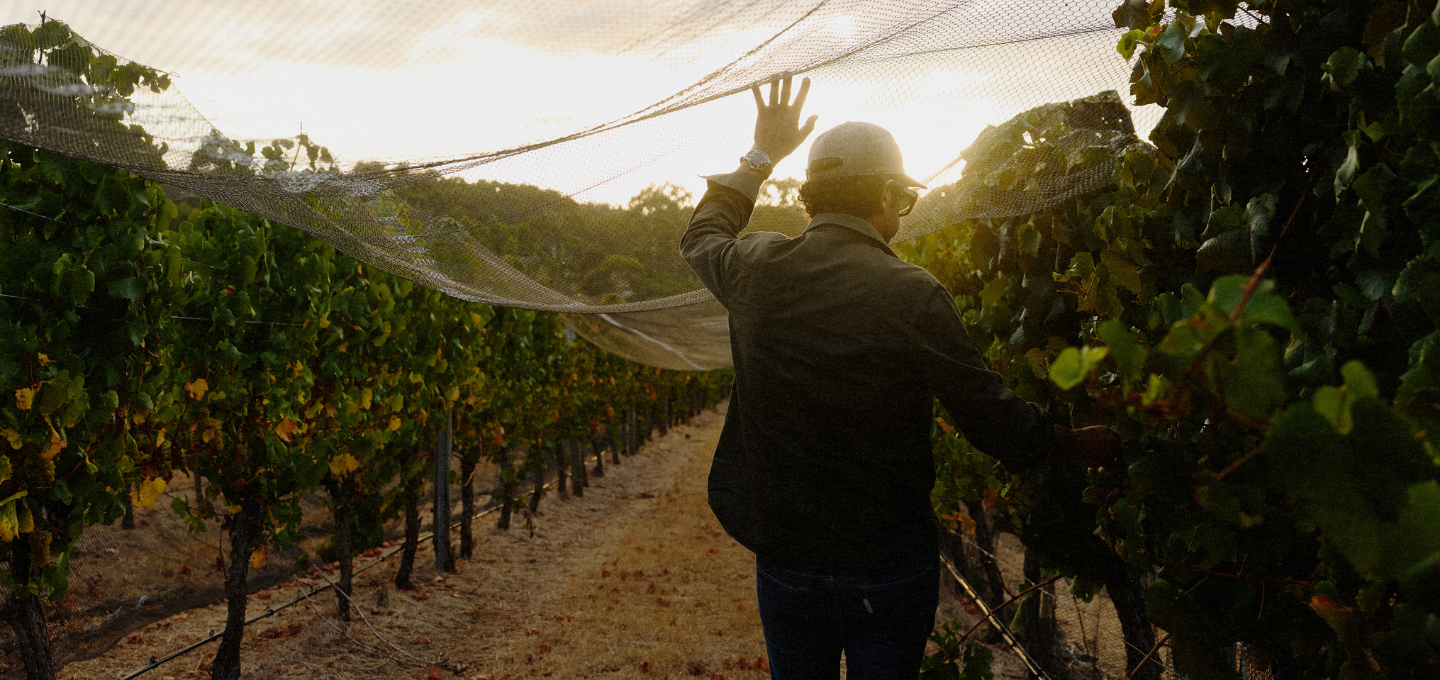 Larry Cherubino working in a vineyard with rows of grapevines and a sunset sky.