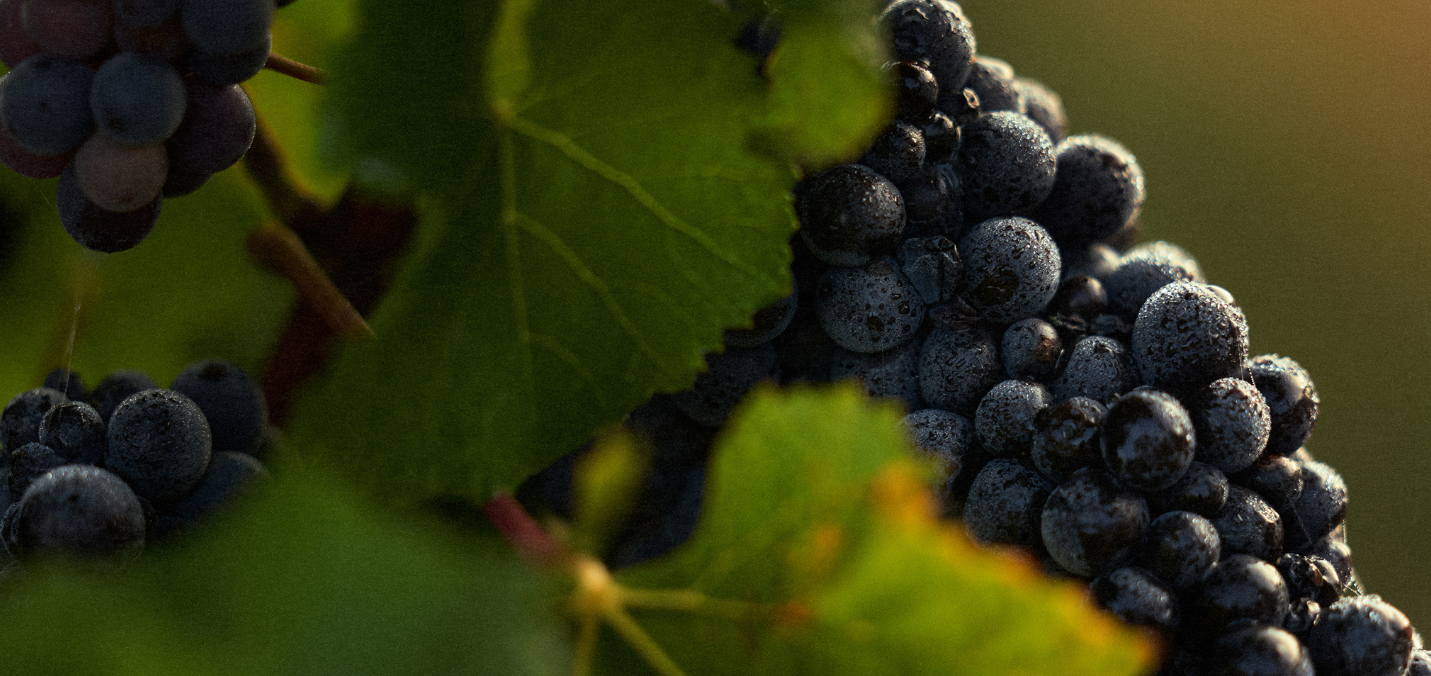 Close-up of dark grapes on a vine with green leaves.