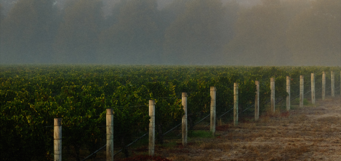 Vineyard with rows of grapevines in the early morning mist.