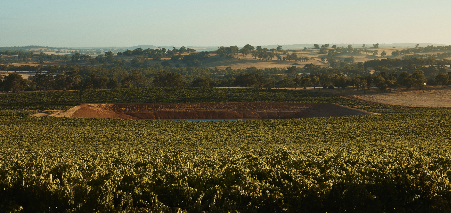 Vineyard with rows of grapevines stretching into the distance under a clear sky.