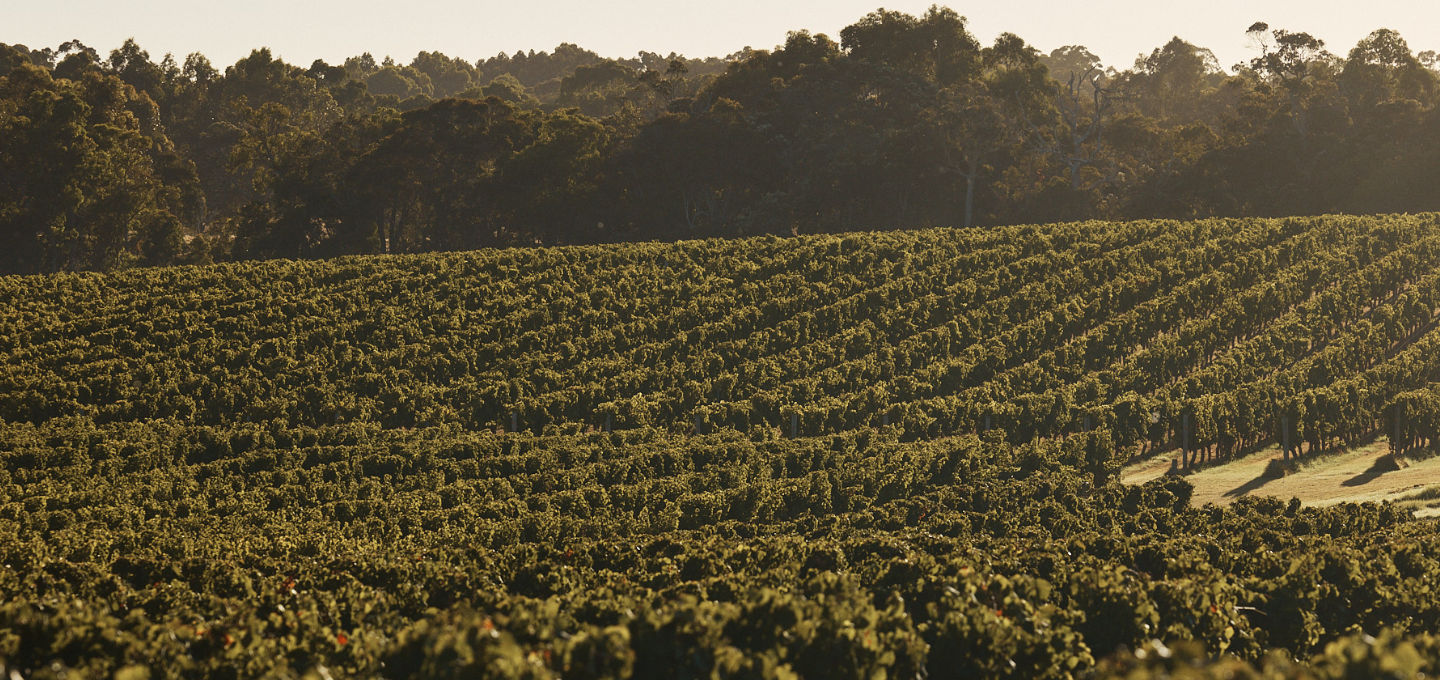 Wine grapevines in a vineyard with trees in the background Cherubino Wines