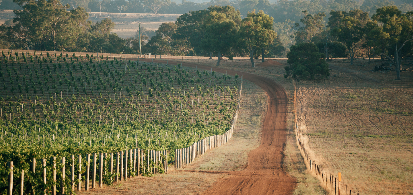 Cherubino Riversdale vineyard with a dirt path leading through rows of grapevines.