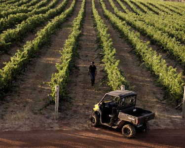 Larry Cherubino walking the vineyard rows to monitor vine health