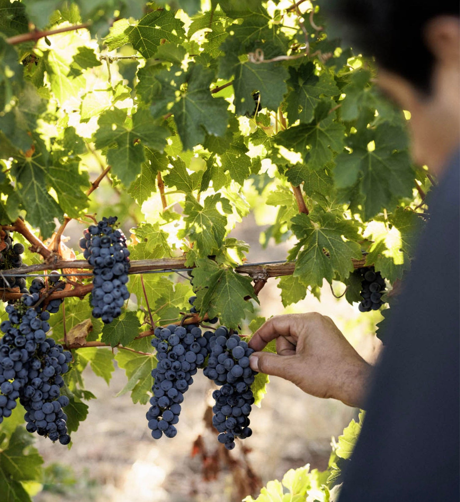 Larry Cherubino inspecting grapes on the vine during the growing season at Cherubino Wines